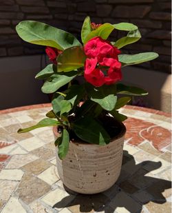 Crown of thorns