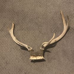 Elk Antlers