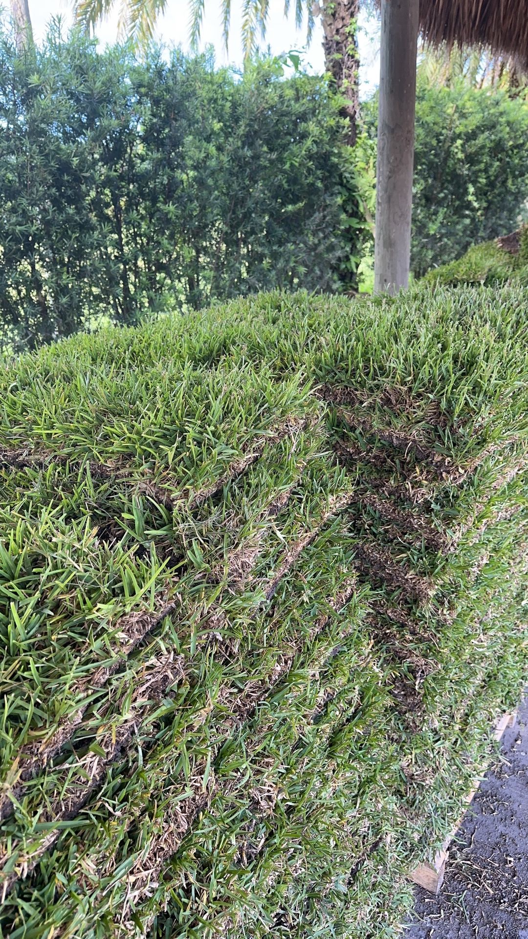 St Augustine Sod $145.00