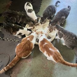  I Have 11 Cats.  I Want Your Used  Cat Stuff - 