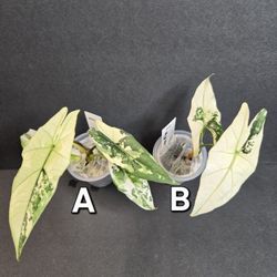 Alocasia Simpo Albo