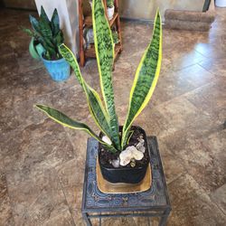 Sansevieria Snake Plant In 6in Ceramic Pot With Gold Plate 