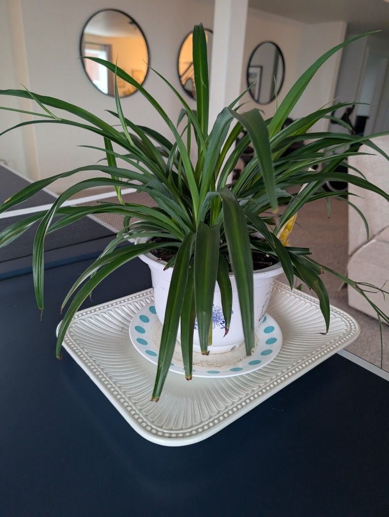 Medium Size Spider Plants 