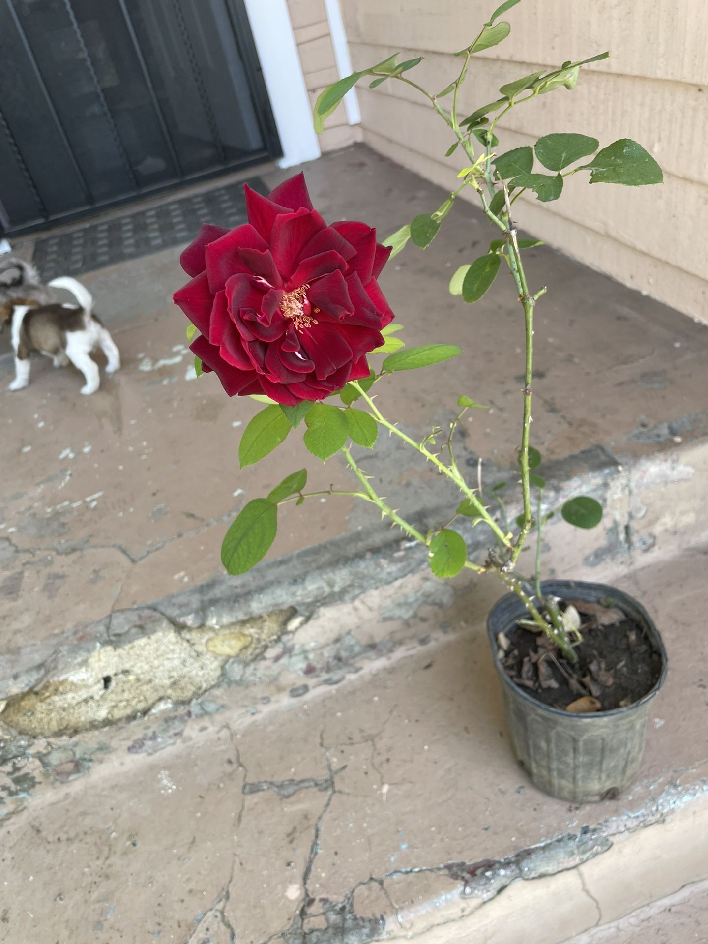 Red Rose Plant