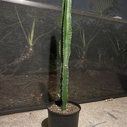 Cactus Euphorbia Ingens  (Candelabra Tree)