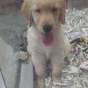 Hector 