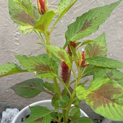Celosia Red Baby Plants 