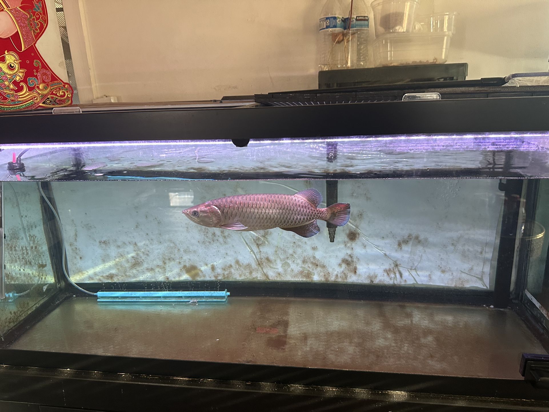Fish Tank