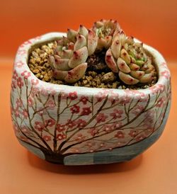 Echeveria Blue Peacock Cluster Rare Korean Import  Succulent 