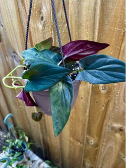 Full basket Red Arrow Syngonium