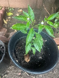 Planta de chile