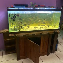  75 Gallon Fish Tank Comes With Everything Including Fish
