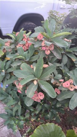 Plant