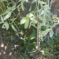 Plant