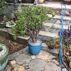 Crassula Ovata ‘Gollum’ Jade Plant-Succulent-Bonsai