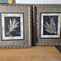 Set Of Two Framed Botanical Art Pieces