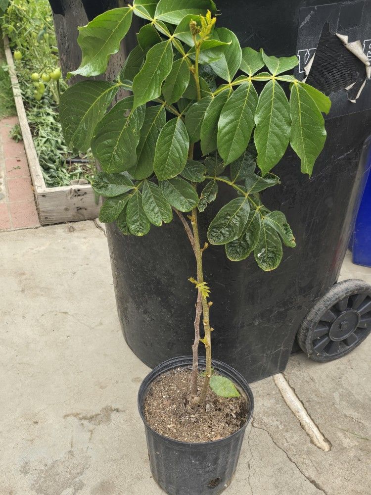 Pepeto Arbolito Enano
