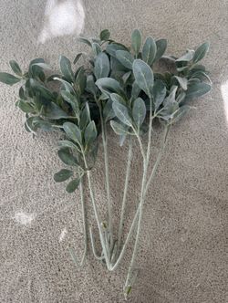 6 pieces of 28” Lambs Ear