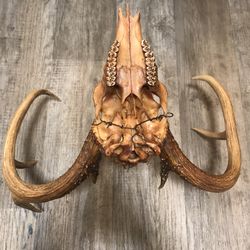 Texas Long Horn (antique)