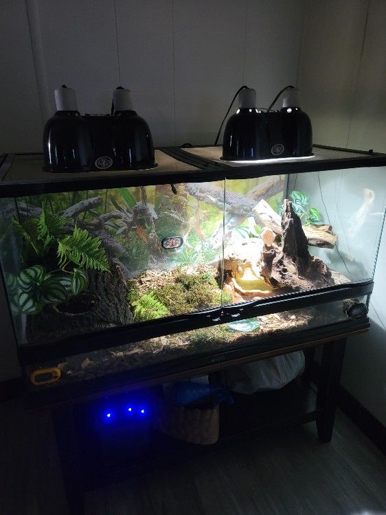 Reptile Enclosure