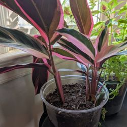 Pink House Plant