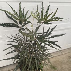 African Aralia Indoor Or Outdoor Shade Plant, In 5 Gallons Pot Pick Up Only