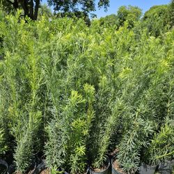 huge Podocarpus Over 4 feet tall Instant probability hehe