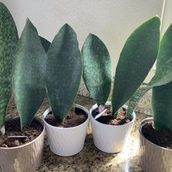 Whale Tail Snake Plant New!! $10 Each In Ceramic 