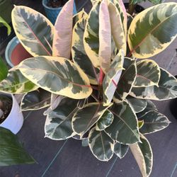 Ficus Elastica Tineke On a 10 Inch Pot