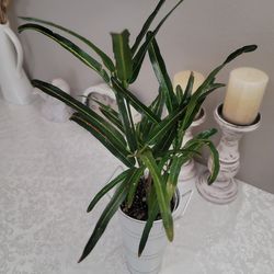 Plant With Metal Pot