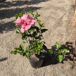 Pink Hibiscus