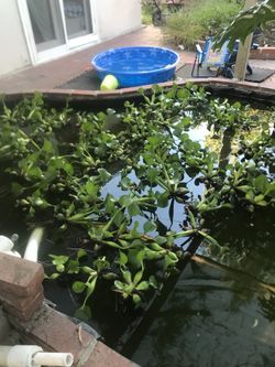 Water plants $1 for 4 pcs