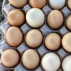 Eggs