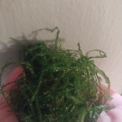 Java Moss
