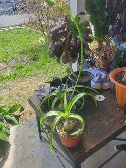 Pregnant Onion Plant