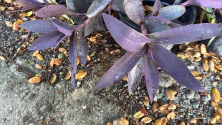 purple live plant