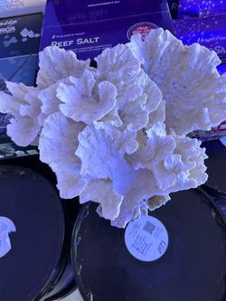 Monitipora coral skeleton decoration