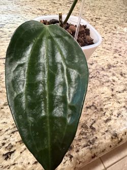 Hoya Latifolia Mt Rimau