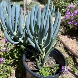 Succulent!