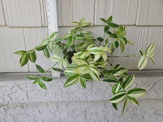 Tradescantia Fluminensis Variegata Plant