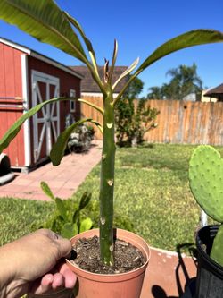 Pink Plumerias Or White Plumerias