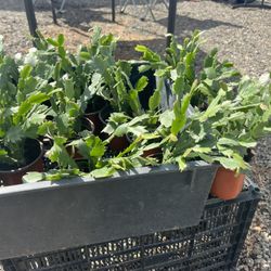 Disponibles En El Remate Buhach Flea Market