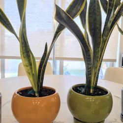 Boujee Snake Plants $35/Each (6" Pot), $25/Each (4.5" Pot)