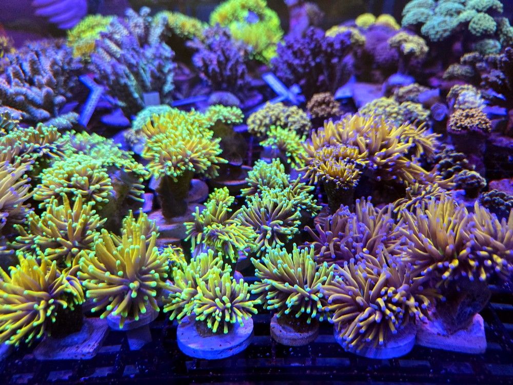 🔥CORALS DECORATIONS FOR MARINE TANK OVER 500 CORALS IN STOCK PICK-UP - DELIVERY  - SHIP