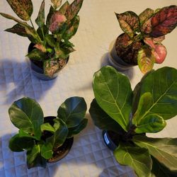 Indoor Living Plants