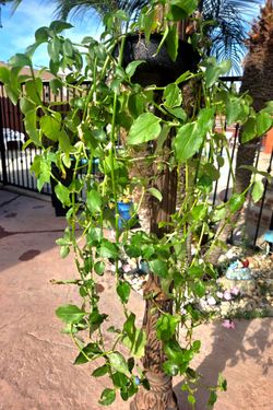 Hanging Suculent Plant