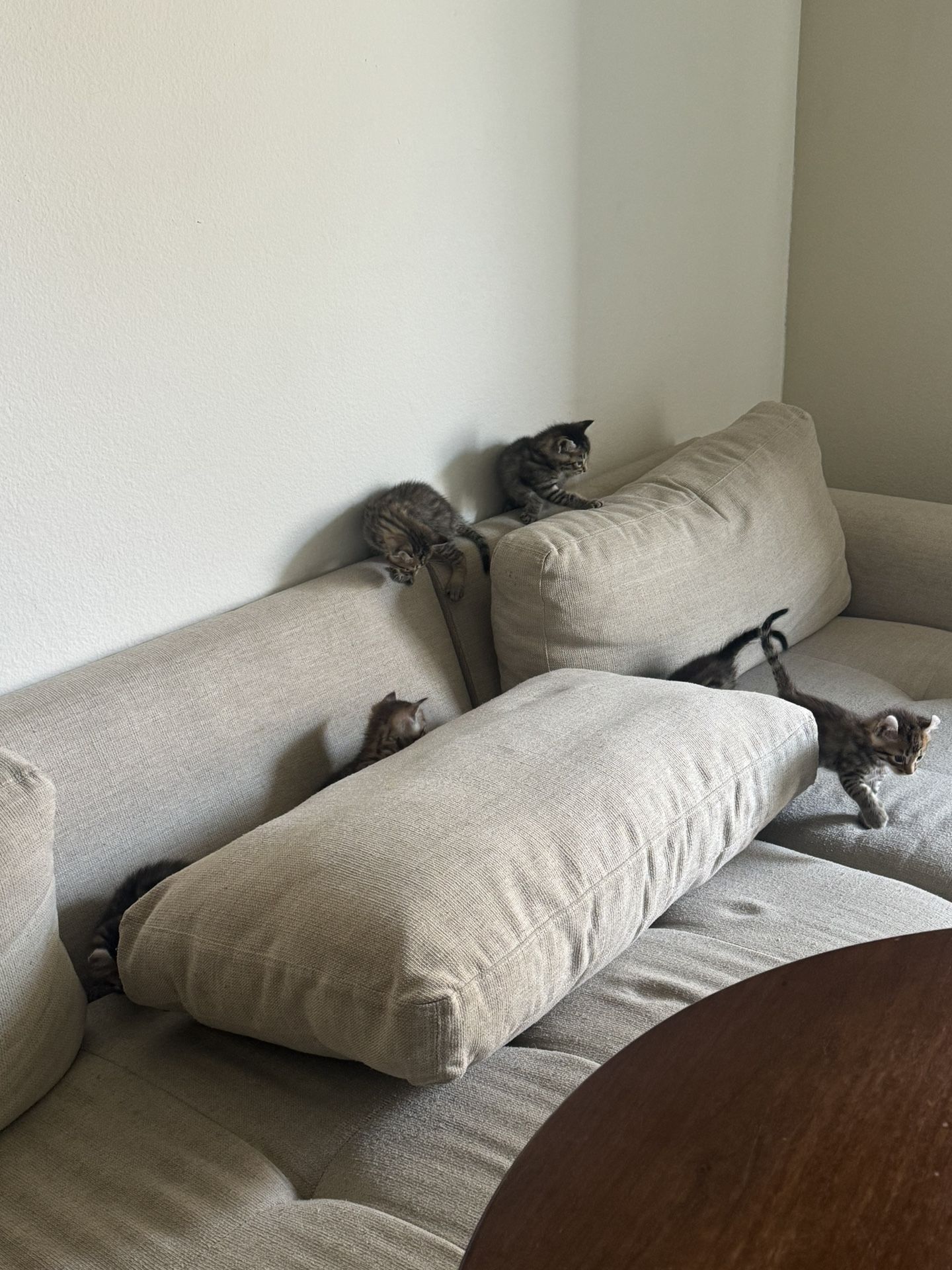 Couch , Rug