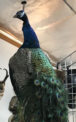 Taxidermy Peacocks your choice SALE
