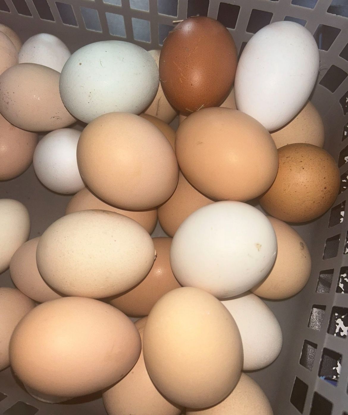 Eggs /huevos