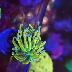 og holy grail send fair offer 